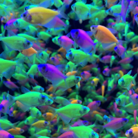 Тернеция Glofish желтая